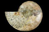 Cut & Polished Ammonite Fossil (Half) - Madagascar #157954-1